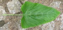 Phlomis russeliana - Upper surface of leaf - Click to enlarge!