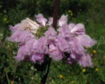 Phlomis tuberosa - Flowers close-up - Click to enlarge!