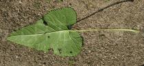 Phlomis tuberosa - Lower surface of leaf - Click to enlarge!
