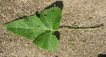 Phlomis tuberosa - Upper surface of leaf - Click to enlarge!