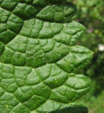 Phlomis tuberosa - Upper surface of leaf close-up - Click to enlarge!