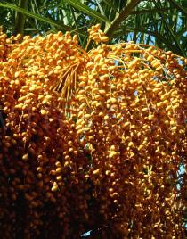 Phoenix canariensis - Fruits - Click to enlarge!