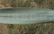 Phragmites australis - Lower surface of leaf blade - Click to enlarge!