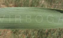 Phragmites australis - Upper surface of leaf blade - Click to enlarge!