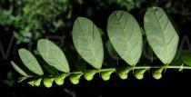Phyllanthus debilis - Fruits - Click to enlarge!