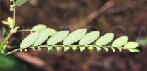 Phyllanthus debilis - Leaf - Click to enlarge!