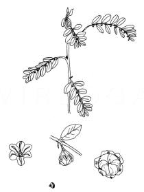 Phyllanthus niruri - Click to enlarge!