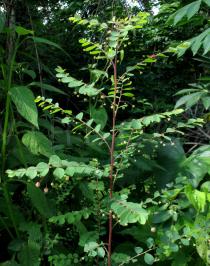 Phyllanthus nummulariifolius - Habit - Click to enlarge!