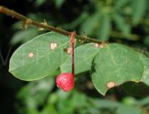 Phyllanthus nummulariifolius - Fruit - Click to enlarge!