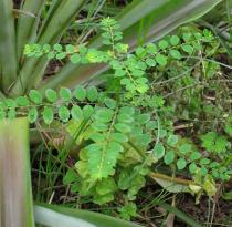 Phyllanthus tenellus - Habit - Click to enlarge!
