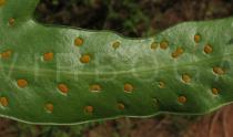 Phymatosorus scolopendria - Mature sori - Click to enlarge!