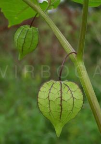 Physalis angulata - Fruits in closed husk - Click to enlarge!