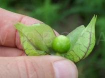 Physalis angulata - Fruit in opened husk - Click to enlarge!
