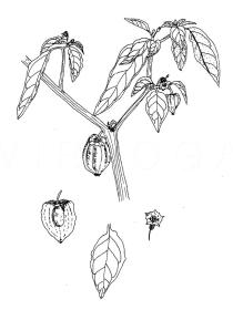 Physalis angulata - Click to enlarge!