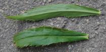 Physostegia virginiana - Upper and lower surface of leaf - Click to enlarge!