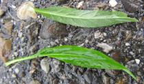 Phyteuma hemisphaericum - Upper and lower surface of leaf - Click to enlarge!