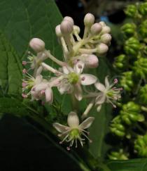 Phytolacca acinosa - Inflorescence - Click to enlarge!