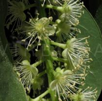 Phytolacca dioica - Male flowers - Click to enlarge!