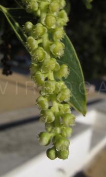 Phytolacca dioica - Female flowers, close-up - Click to enlarge!