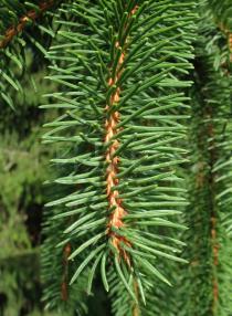 Picea abies - Needles - Click to enlarge!