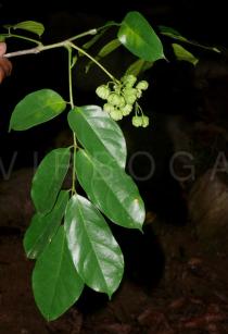 Picrasma javanica - Leaf an inflorescence - Click to enlarge!