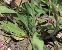 Pilosella floribunda - Basal foliage - Click to enlarge!