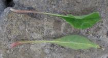 Pilosella officinarum - Upper and lower surface of leaf - Click to enlarge!
