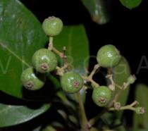 Pimenta dioica - Juvenile fruits - Click to enlarge!