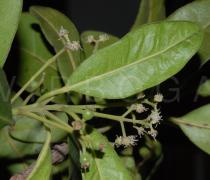 Pimenta dioica - Upper surface of leaf - Click to enlarge!