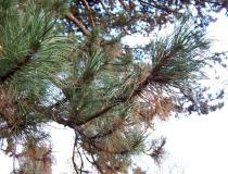 Pinus nigra - Branch - Click to enlarge!
