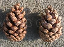 Pinus nigra - Cones - Click to enlarge!