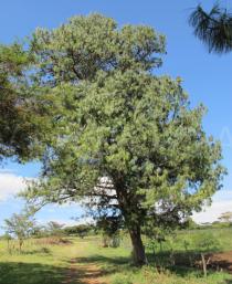 Pinus patula - Habit - Click to enlarge!