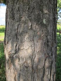 Pinus patula - Bark - Click to enlarge!