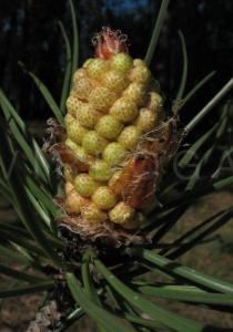 Pinus pinaster - Developing male inflorescence - Click to enlarge!
