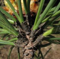 Pinus pinaster - Leaf insertion - Click to enlarge!