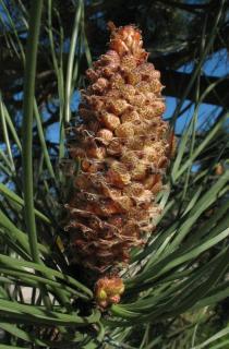 Pinus pinaster - Ripe male inflorescence relasing pollen - Click to enlarge!