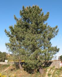 Pinus pinaster - Habit - Click to enlarge!
