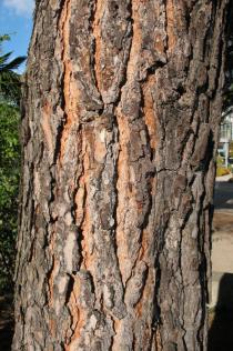 Pinus pinea - Bark - Click to enlarge!
