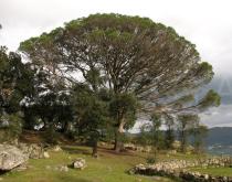Pinus pinea - Habit - Click to enlarge!