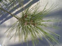 Pinus resinosa - Needles in clusters of 2 - Click to enlarge!