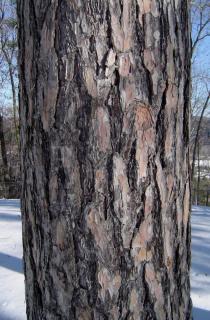 Pinus resinosa - Bark - Click to enlarge!