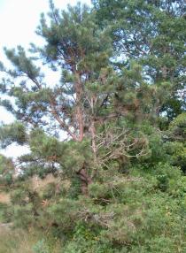 Pinus rigida - Habit - Click to enlarge!