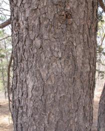 Pinus sibirica - Bark - Click to enlarge!