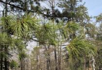 Pinus sibirica - Foliage - Click to enlarge!