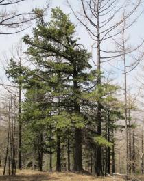 Pinus sibirica - Habit - Click to enlarge!