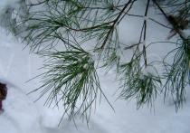 Pinus strobus - Leaf - Click to enlarge!