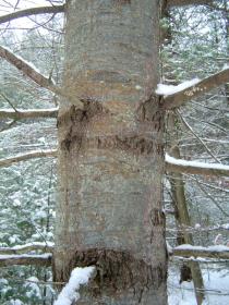 Pinus strobus - Bark - Click to enlarge!