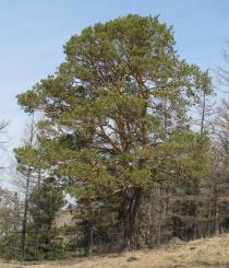 Pinus sylvestris - Habit - Click to enlarge!