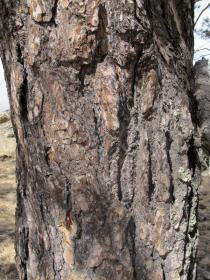 Pinus sylvestris - Trunk - Click to enlarge!