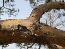 Pinus sylvestris - Bark of branch - Click to enlarge!